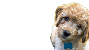 Dog Daycare &amp; Services | Dog Gone Fun | Serving Near Lansing