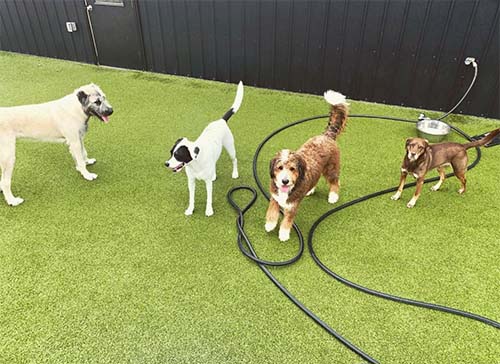 Dog Daycare Okemos, MI