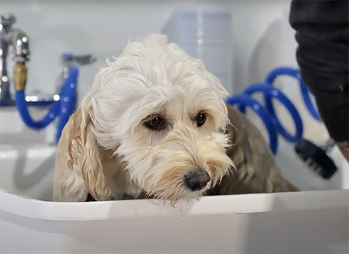 Dog Grooming Okemos, MI