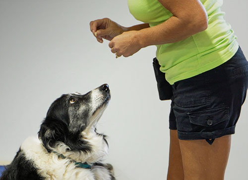 Dog Training Okemos, MI