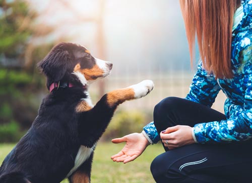 Dog Training Perry, MI
