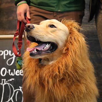 cageless boarding near me