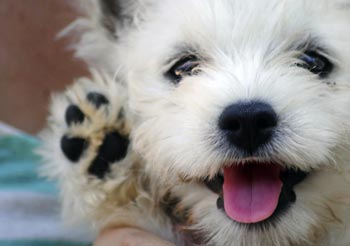 Dog Daycare Okemos, MI Dog Daycare Okemos, MI