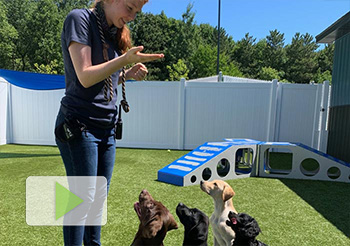 Dog Training Okemos, MI Dog Training Okemos, MI