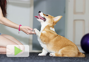 Dog Daycare Near Okemos, MI Dog Daycare Near Okemos, MI