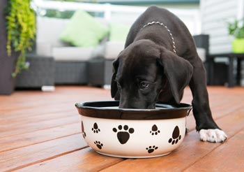 Okemos Dog Daycare Okemos Dog Daycare