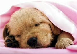 Puppy Crate Training Okemos, MI Puppy Crate Training Okemos, MI