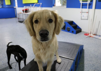 Dog Daycare Okemos MI