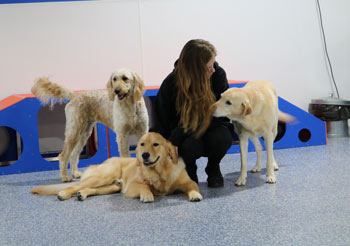 Dog Daycare Okemos MI