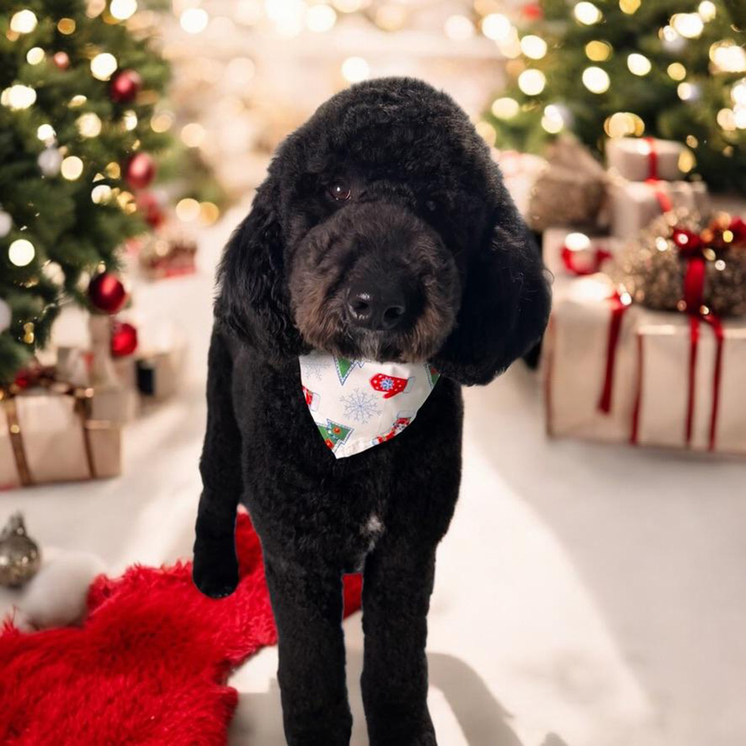 Okeoms MI Dog Grooming Mason Public Schools
