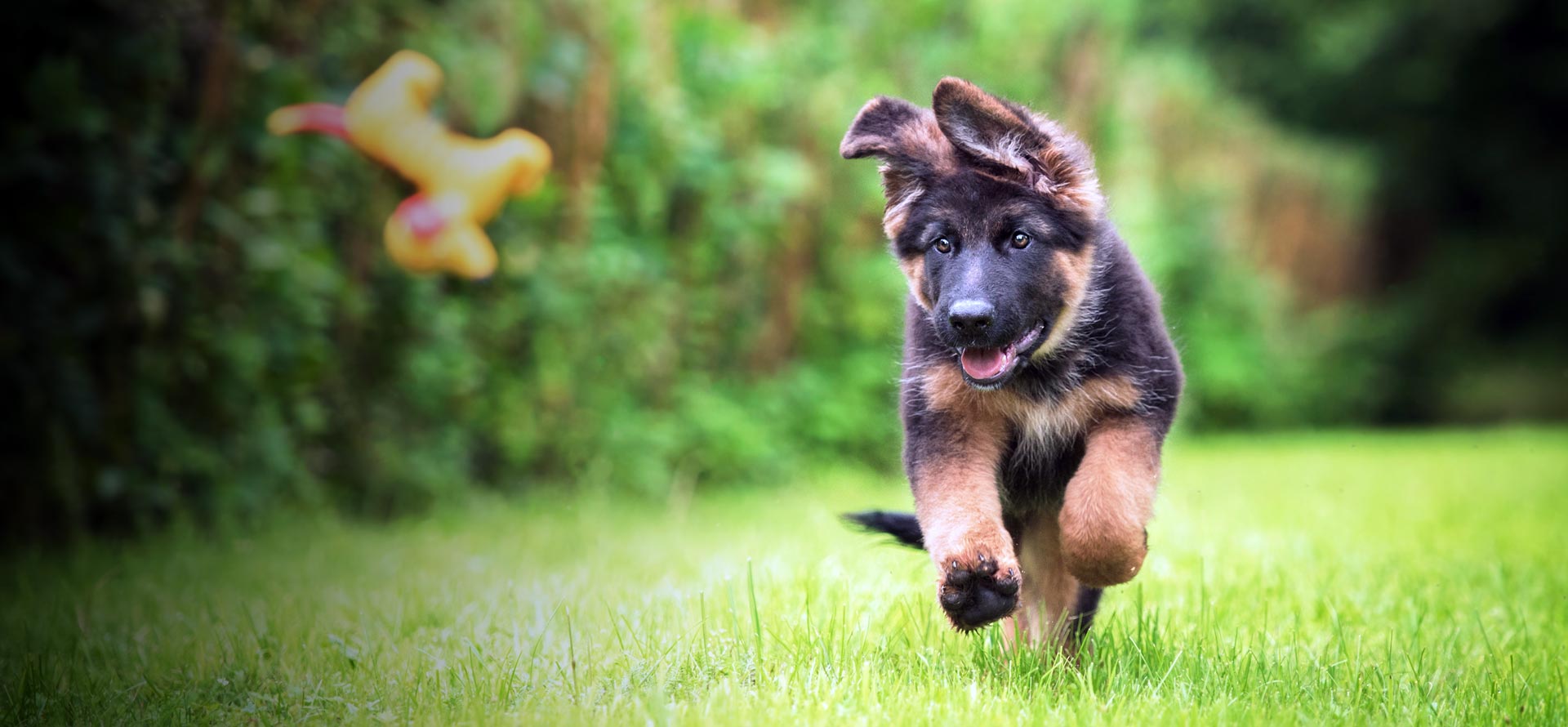 dog boarding for puppies