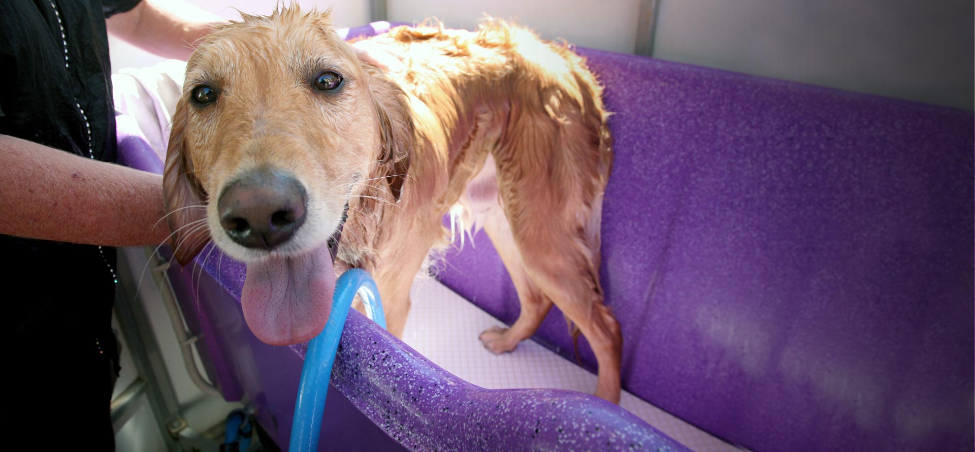 Dog Boarding Howell, MI | Dog Training Howell, MI | Dog Gone Fun